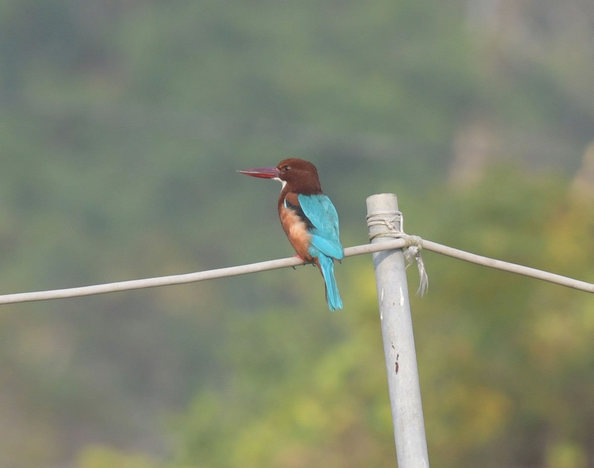 ledňáček hnědohlavý - ML646426469