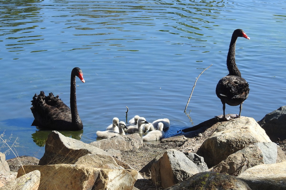 Black Swan - ML646426470