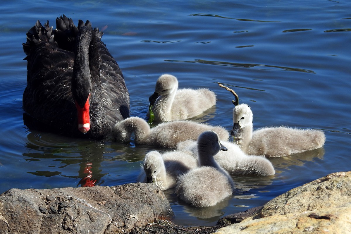 Black Swan - ML646426471