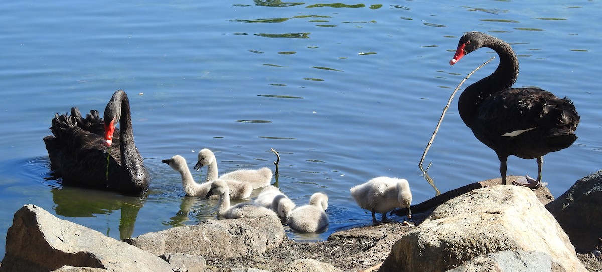 Black Swan - ML646426472