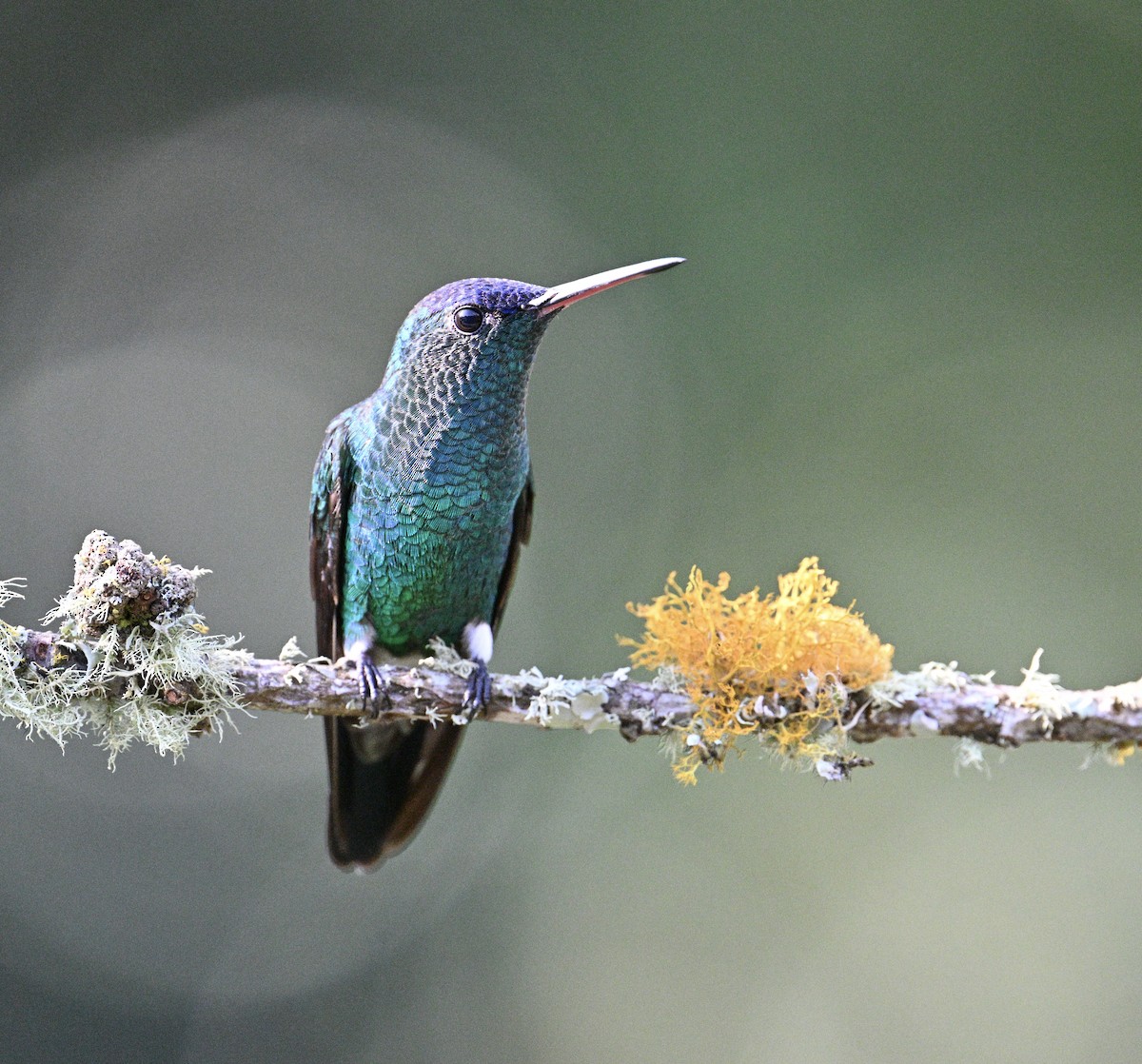 Ariane à front bleu - ML646426473