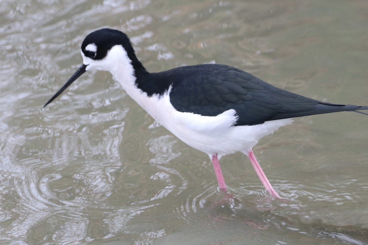 Black-necked Stilt - ML646426475