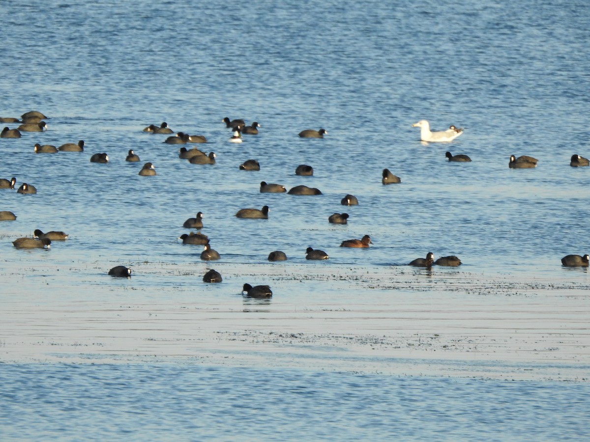 American Coot - ML646426476