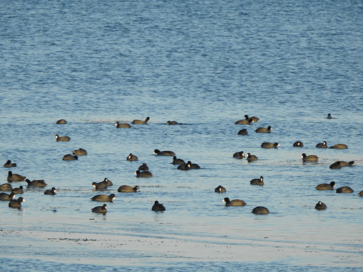American Coot - ML646426477