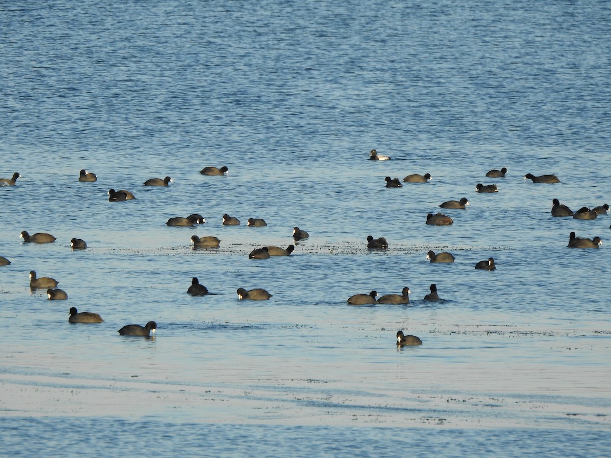 American Coot - ML646426478