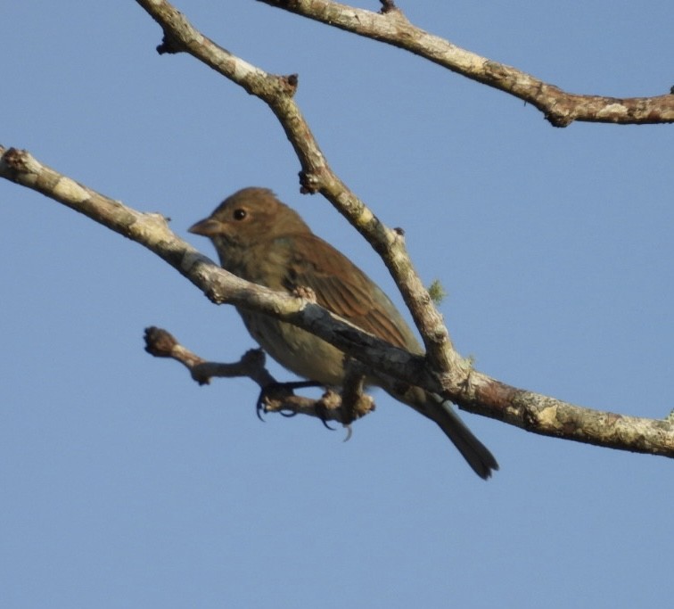 Indigo Bunting - ML646426479