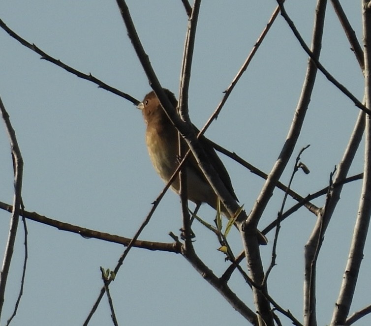 Indigo Bunting - ML646426480