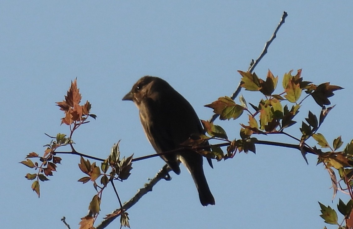 Indigo Bunting - ML646426481