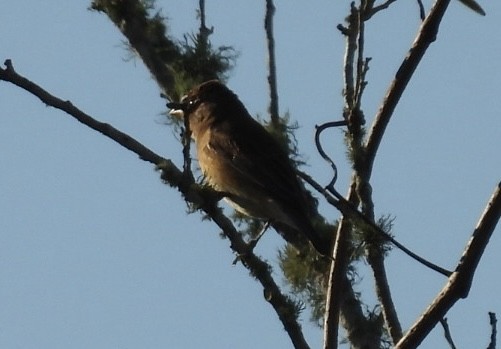 Indigo Bunting - ML646426482