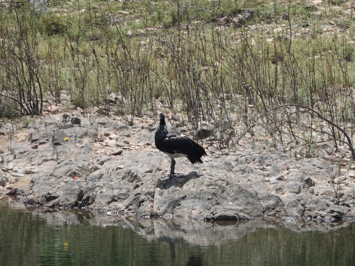 Horned Screamer - ML646426483