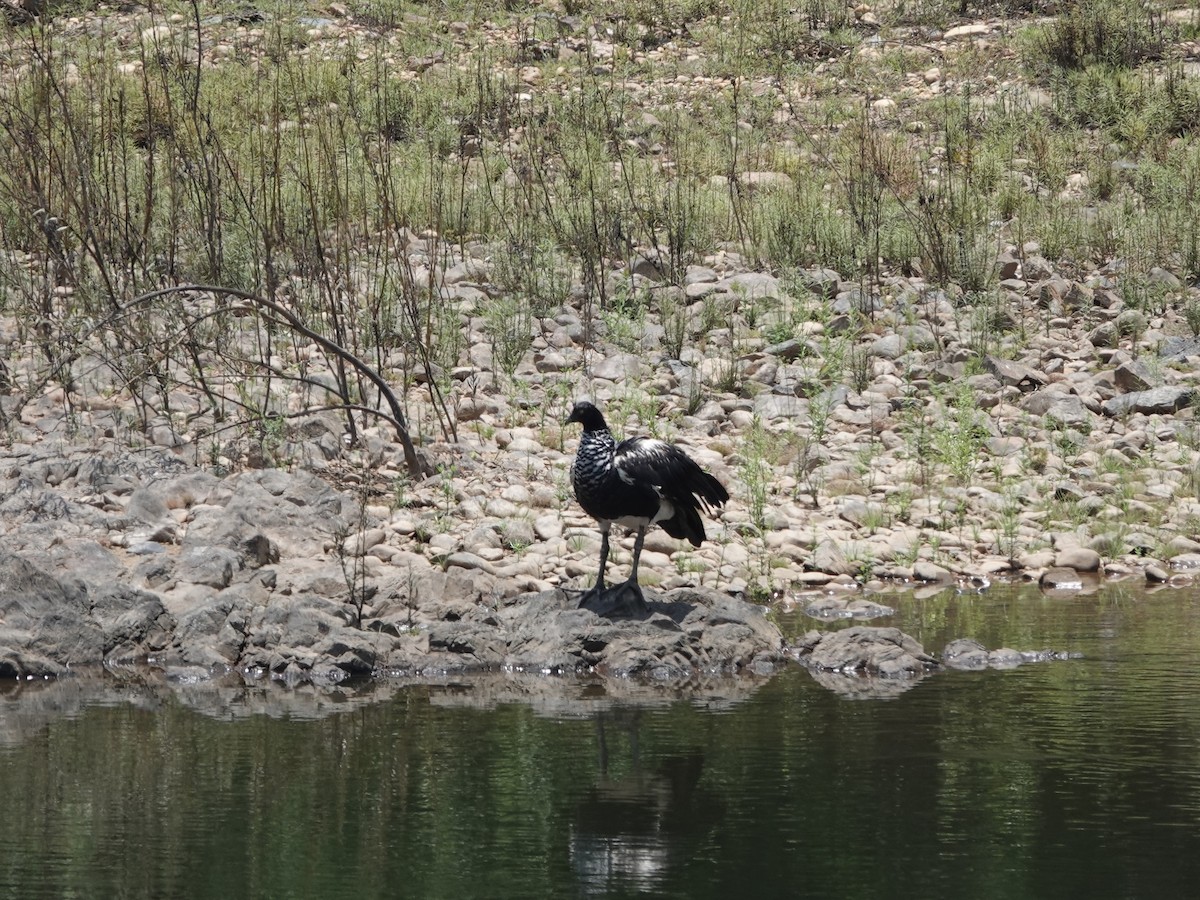 Horned Screamer - ML646426484