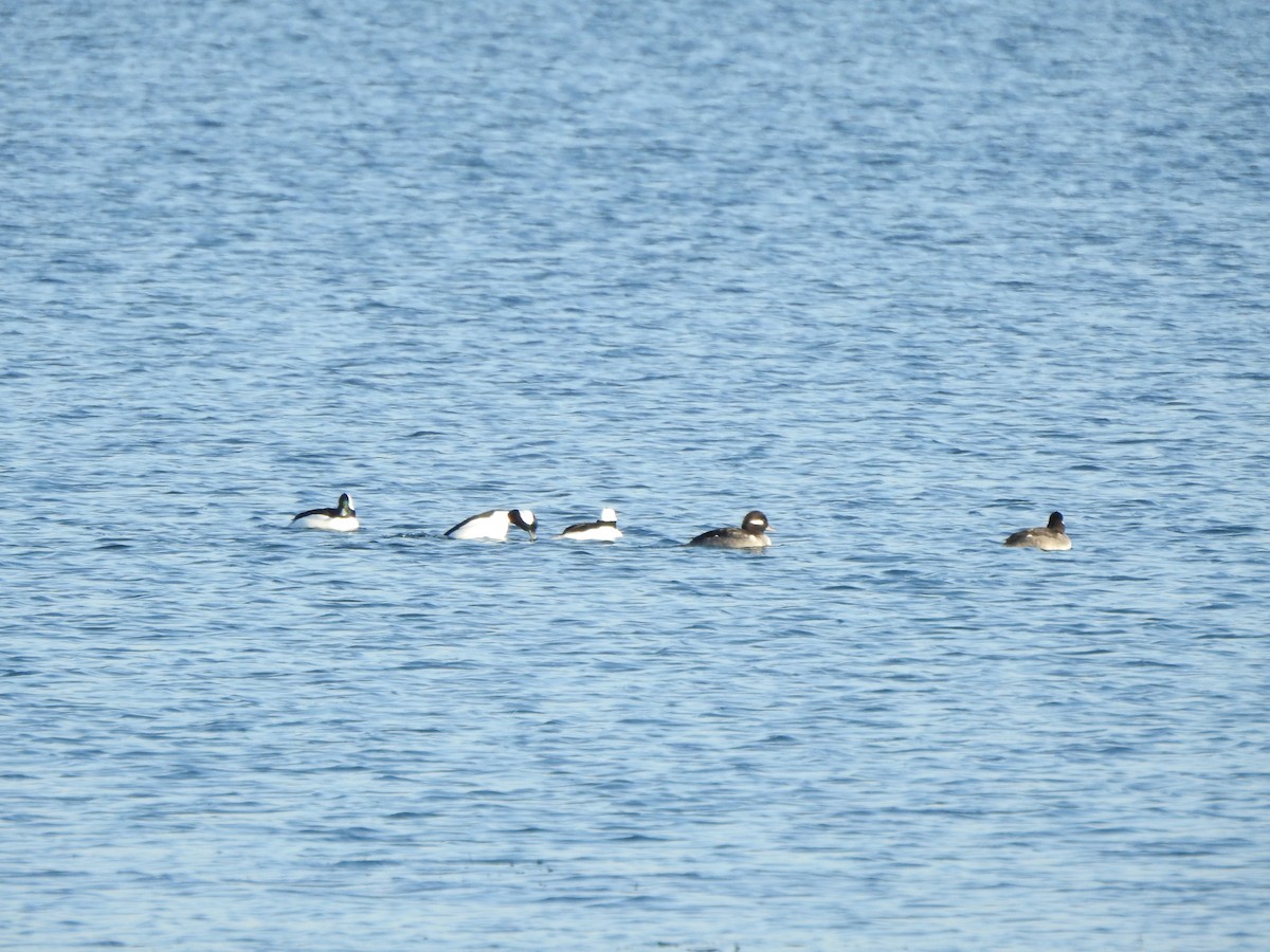 Bufflehead - ML646426485