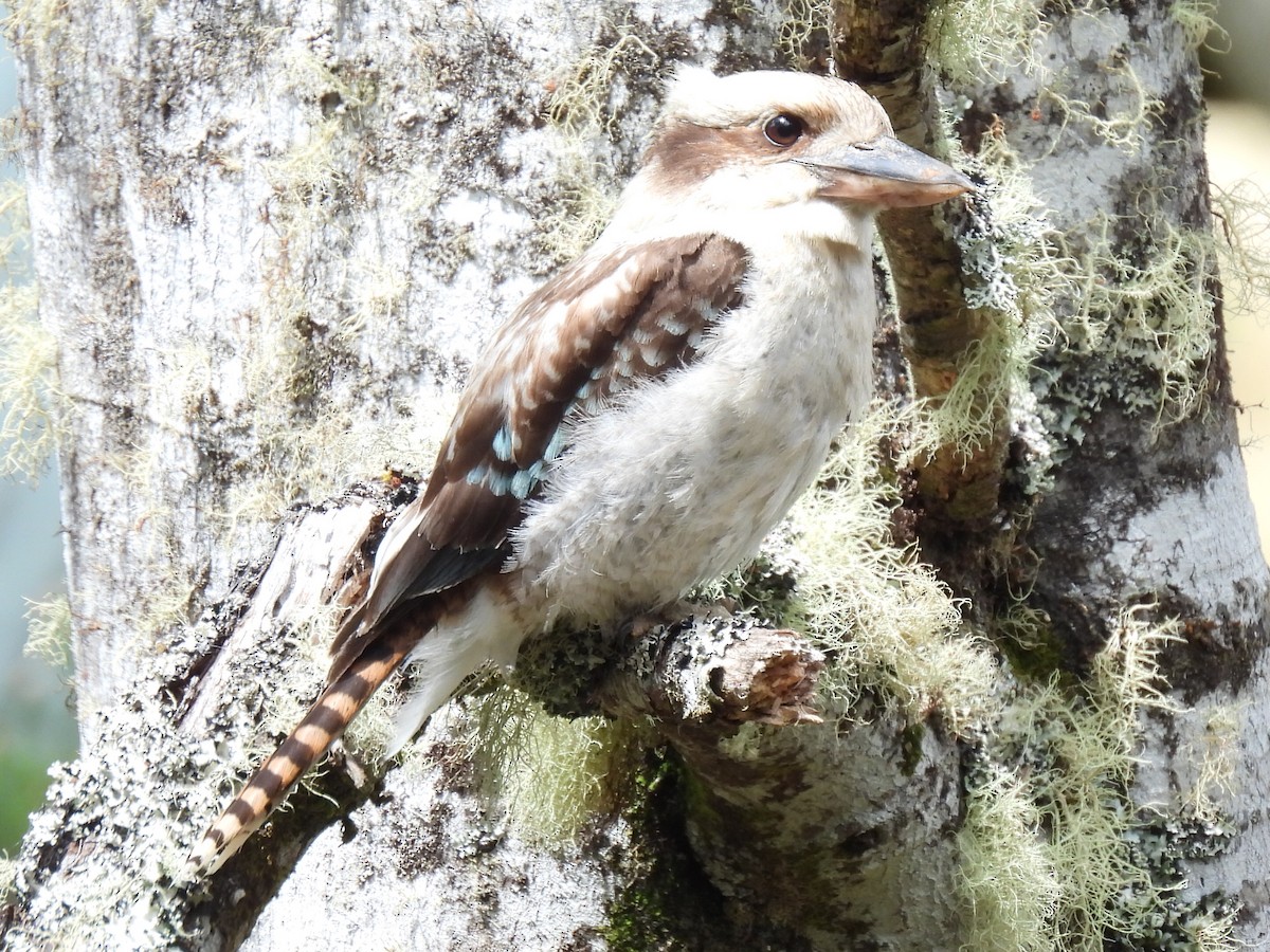 Laughing Kookaburra - ML646426486