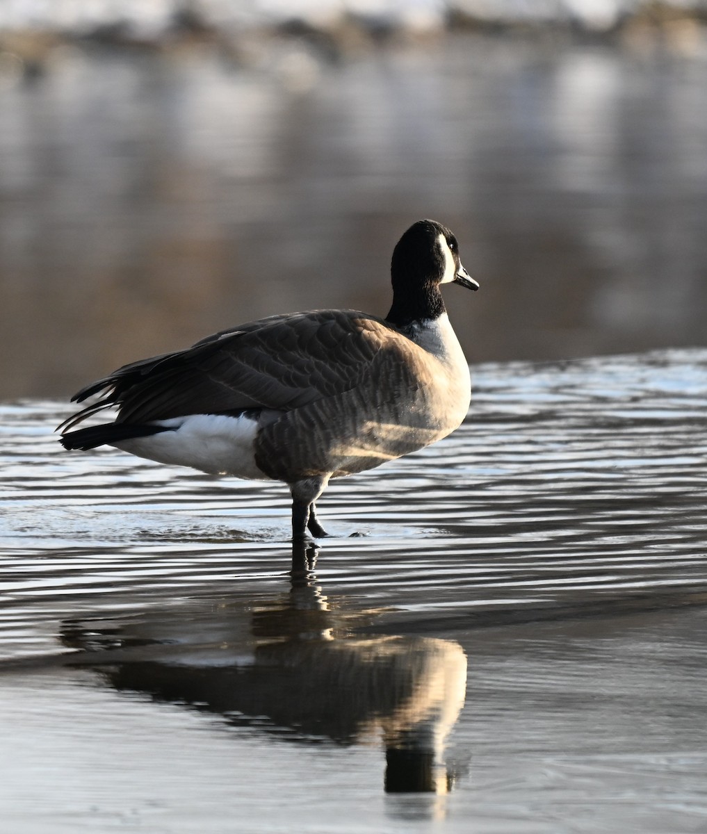 Canada Goose - ML646426487