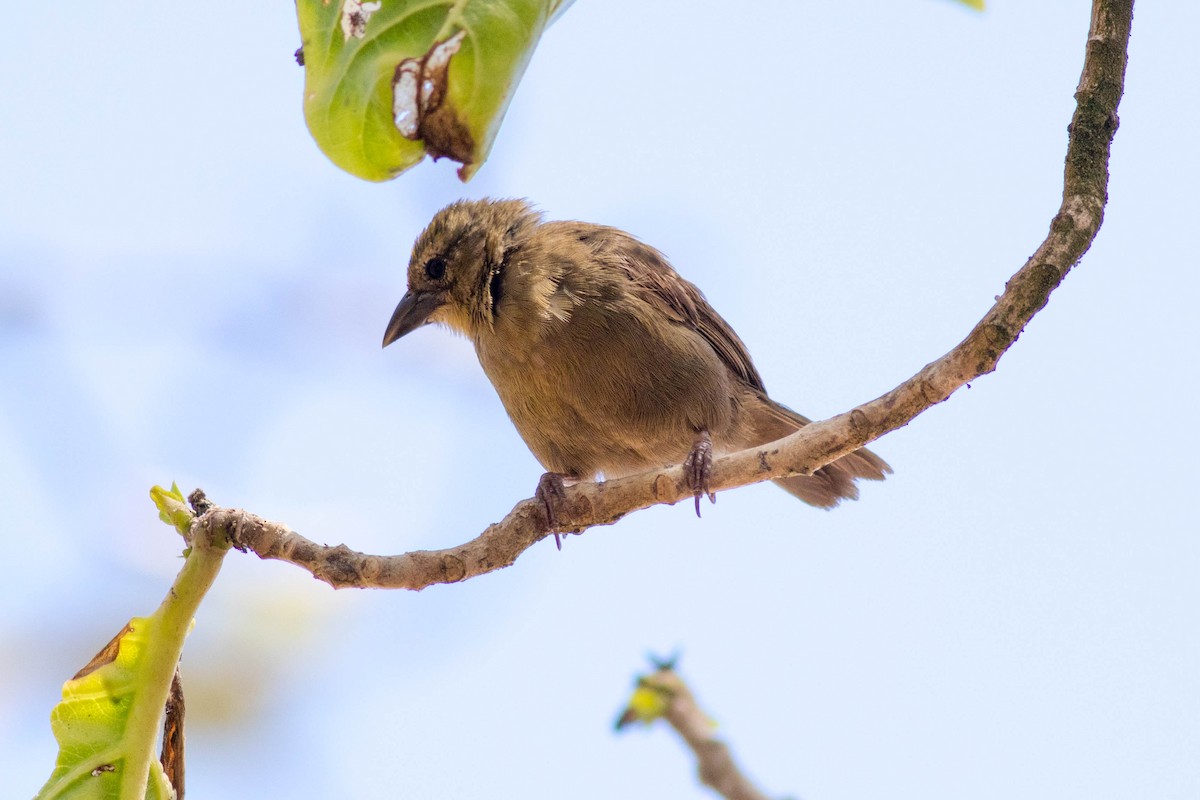 Seychelles Fody - ML646426488