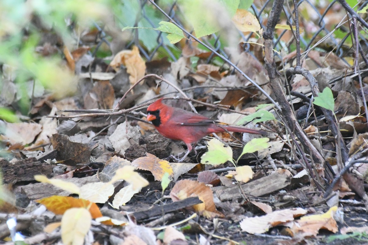 Northern Cardinal - ML646426489