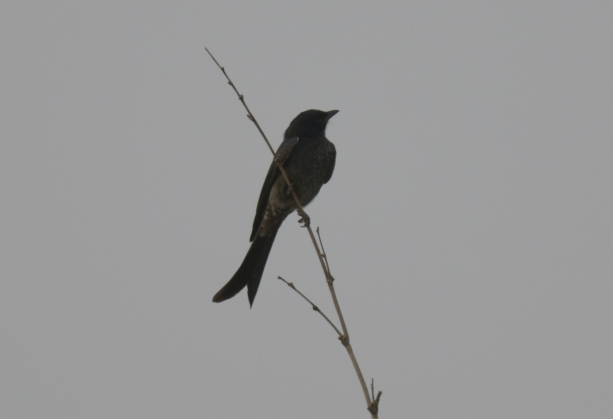 drongo černý - ML646426495