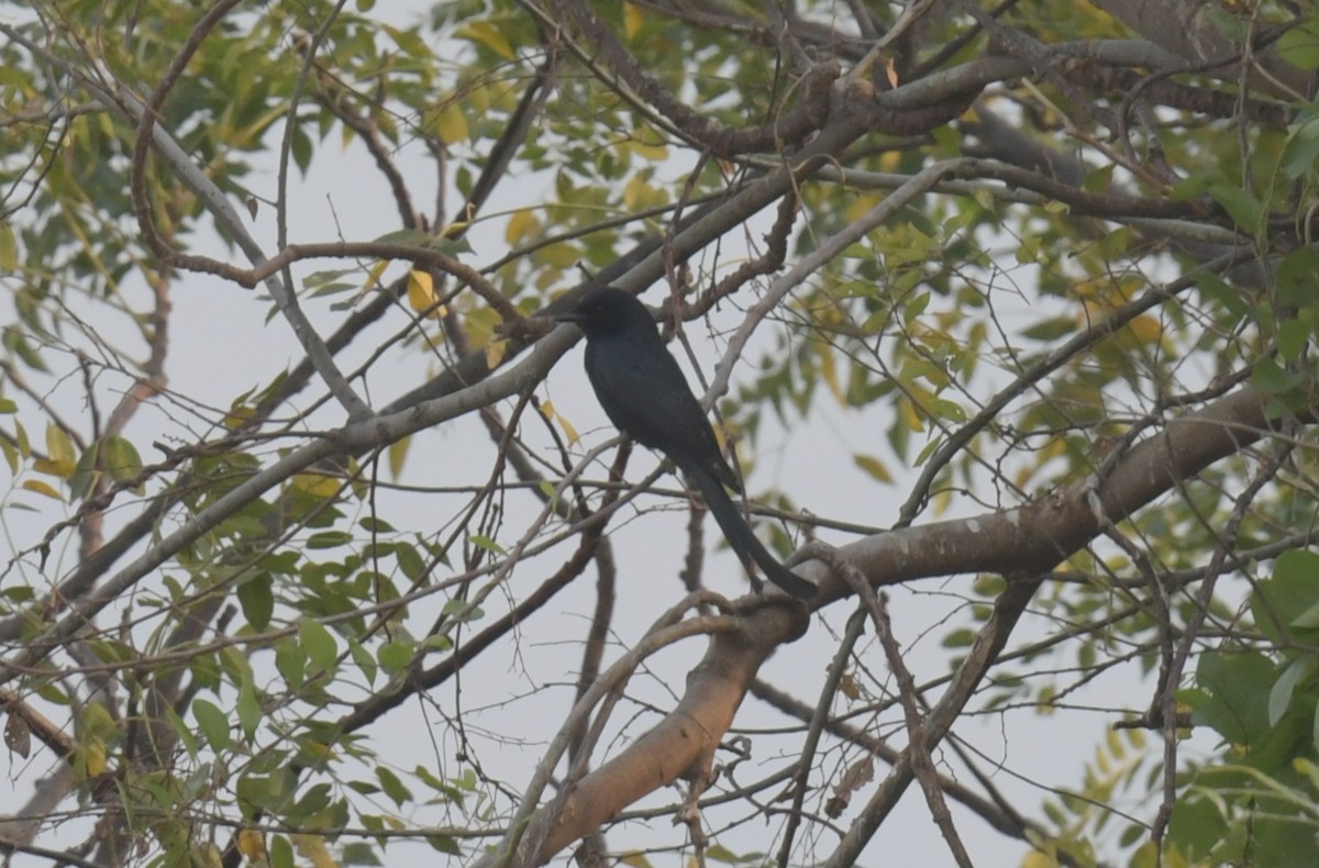 drongo černý - ML646426496