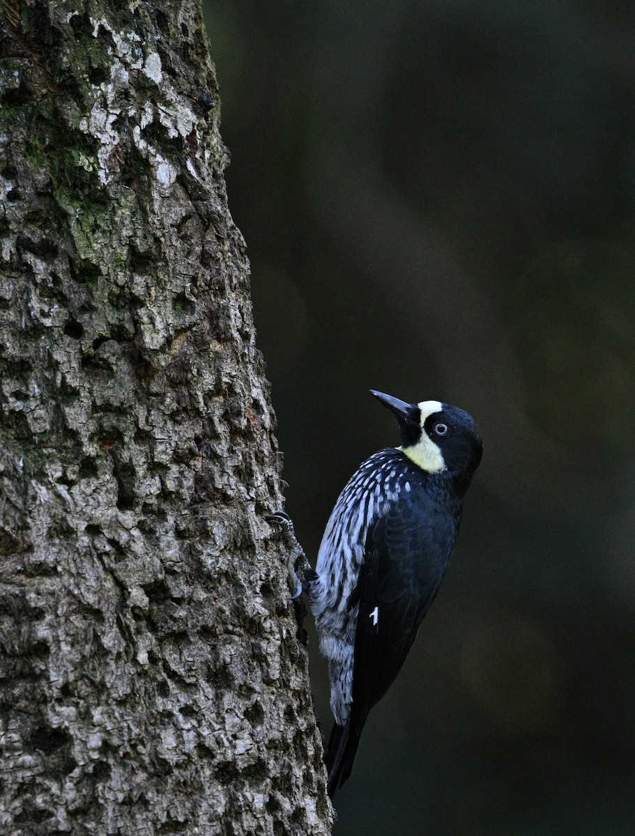Acorn Woodpecker - ML646426502