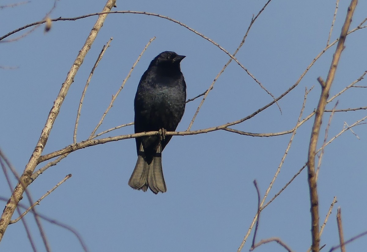 Shiny Cowbird - ML646426503