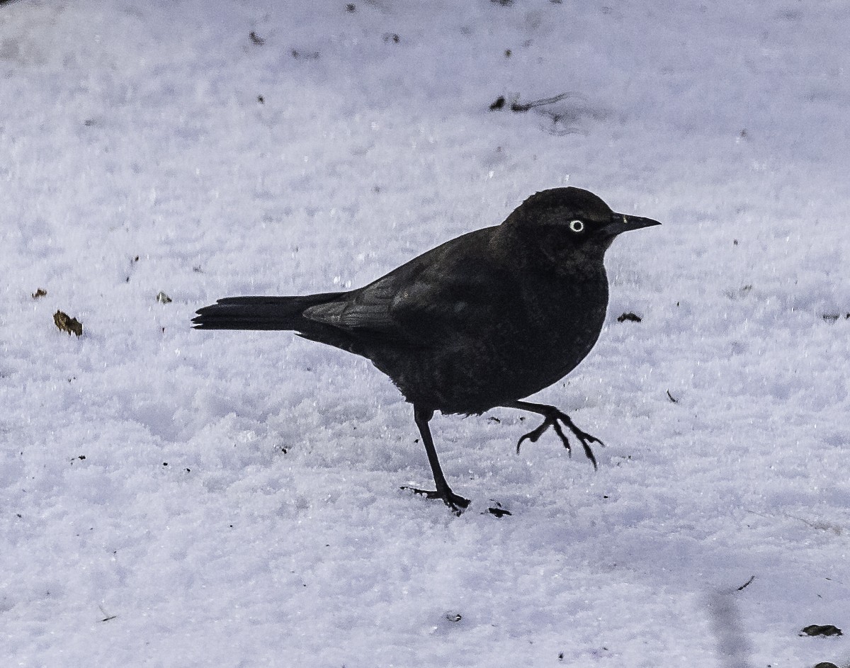 Rusty Blackbird - ML646426506
