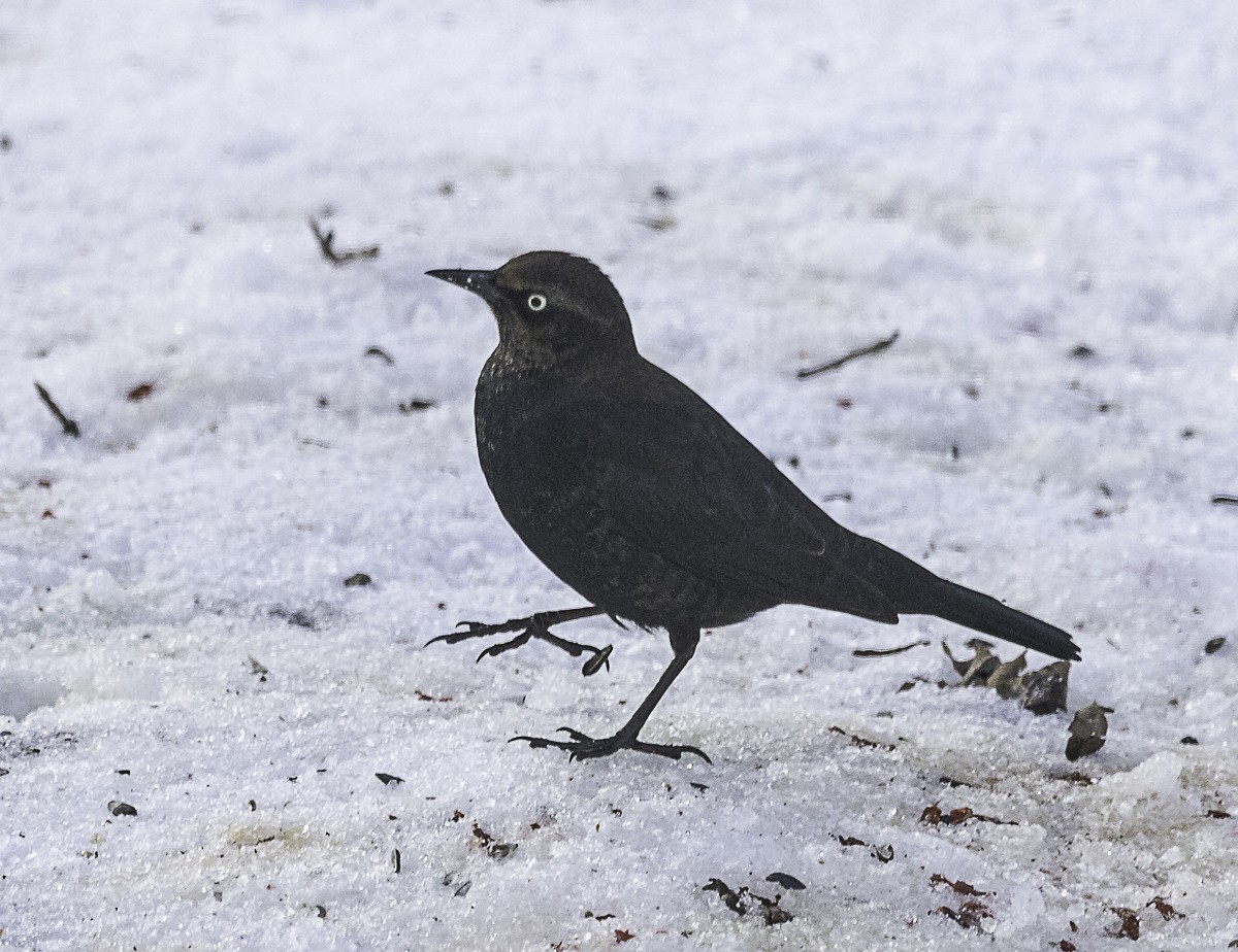 Rusty Blackbird - ML646426507