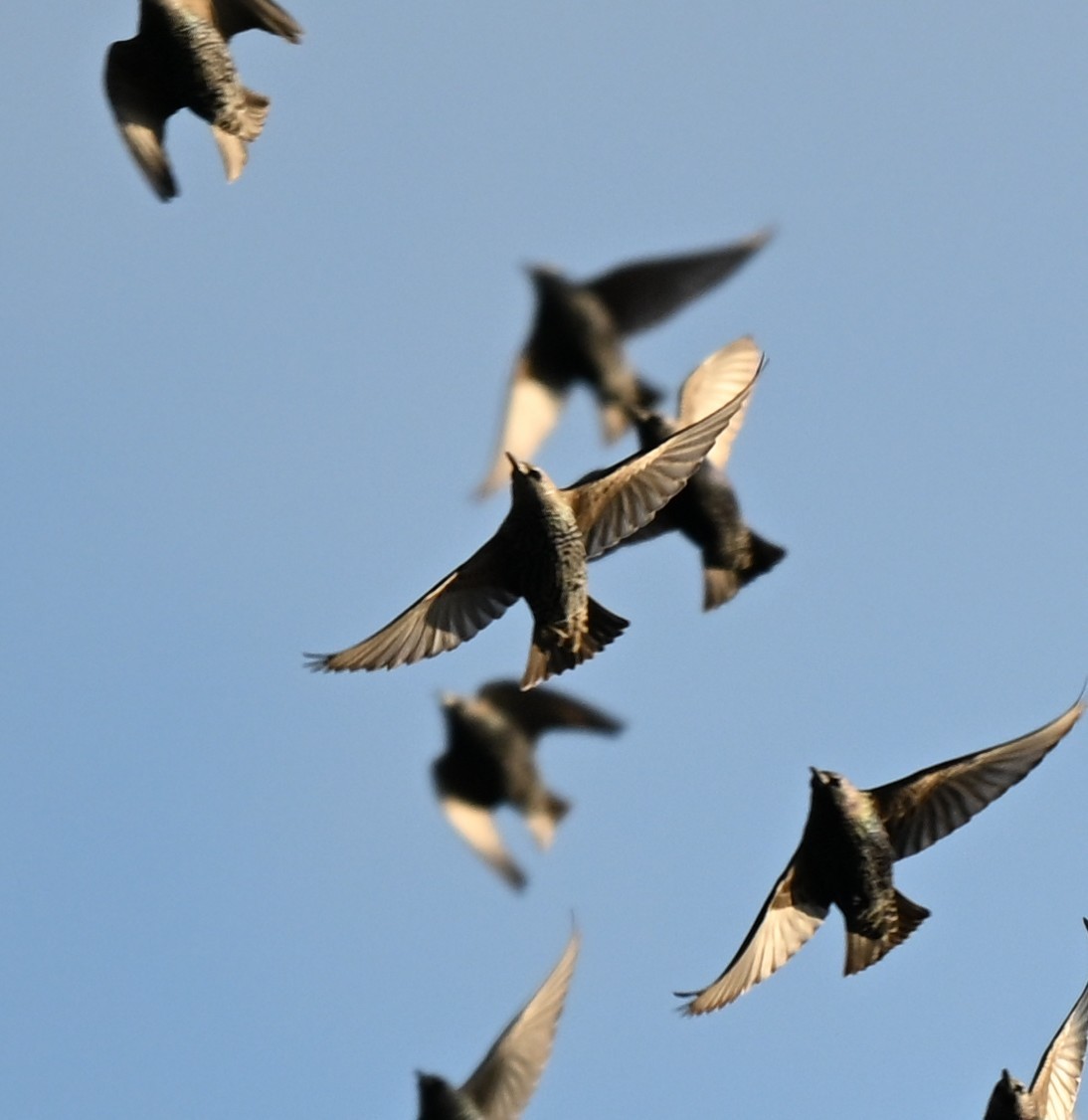 European Starling - ML646426508