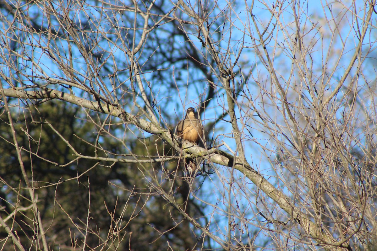 drozdec kalifornský - ML646426509