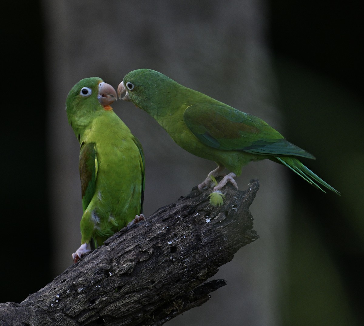Orange-chinned Parakeet - ML646426511
