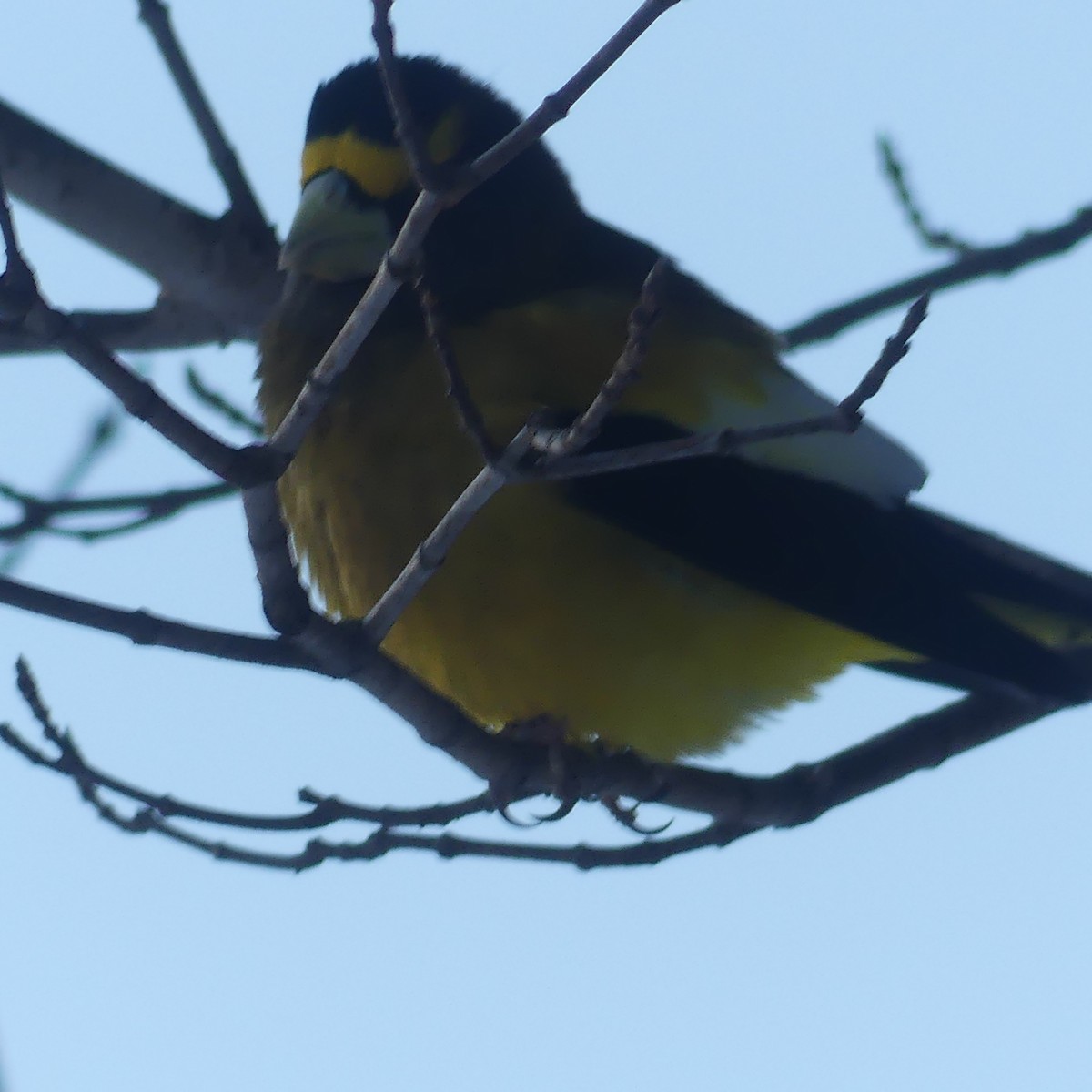 Evening Grosbeak - ML646426512