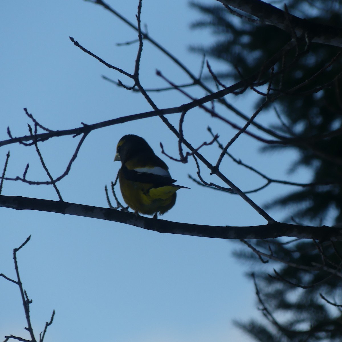 Evening Grosbeak - ML646426513