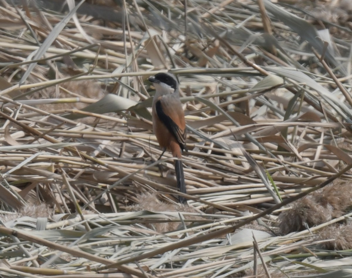 ťuhýk královský - ML646426514