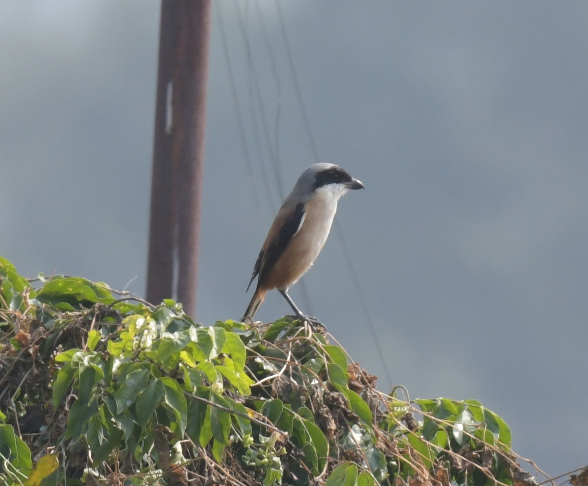 ťuhýk královský - ML646426515