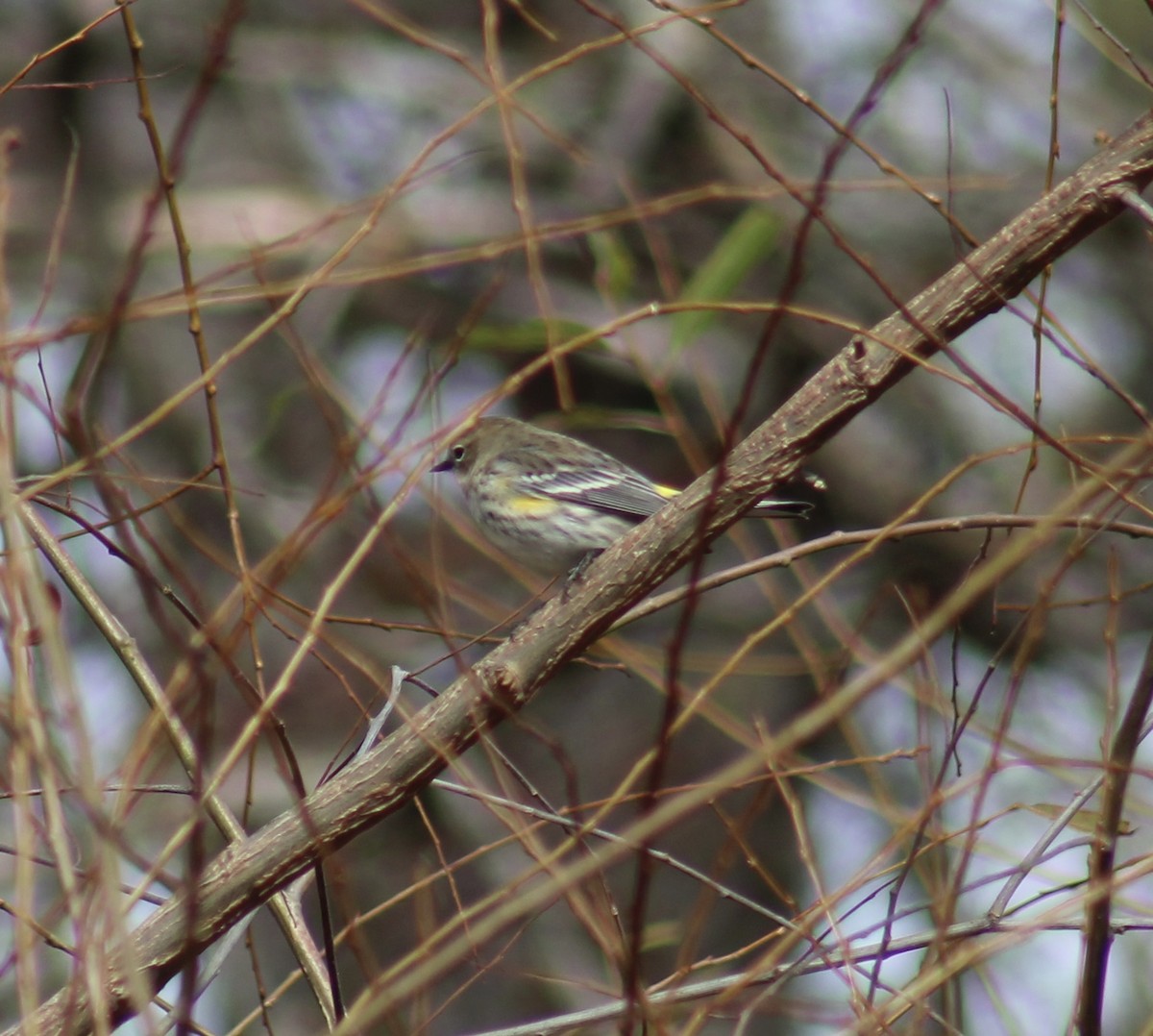 Пісняр-лісовик жовтогузий - ML646426516