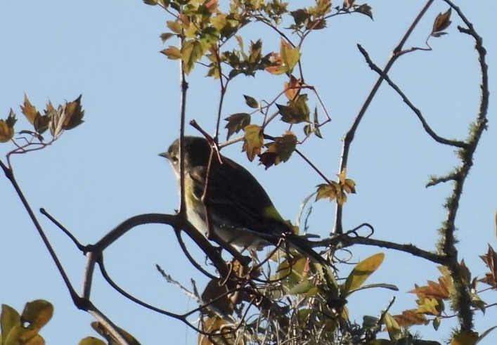 Yellow-rumped Warbler - ML646426517