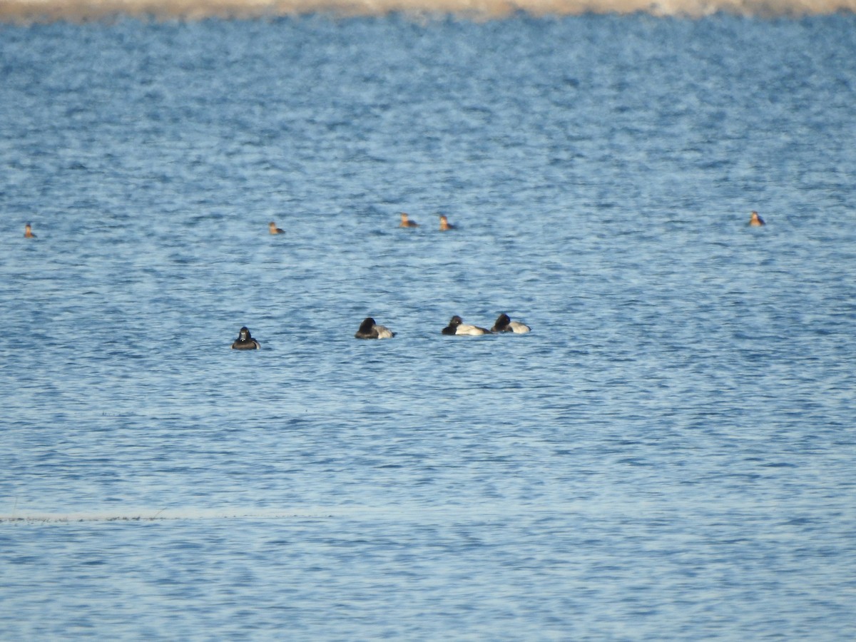 Lesser Scaup - ML646426518