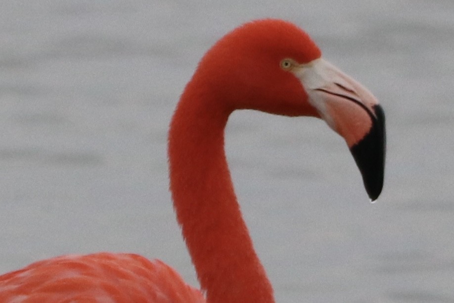 American Flamingo - ML646426522