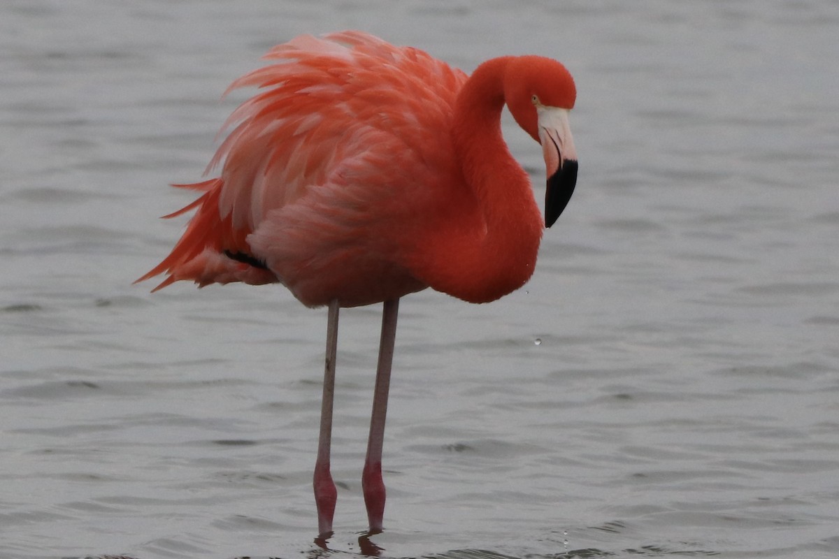 American Flamingo - ML646426523