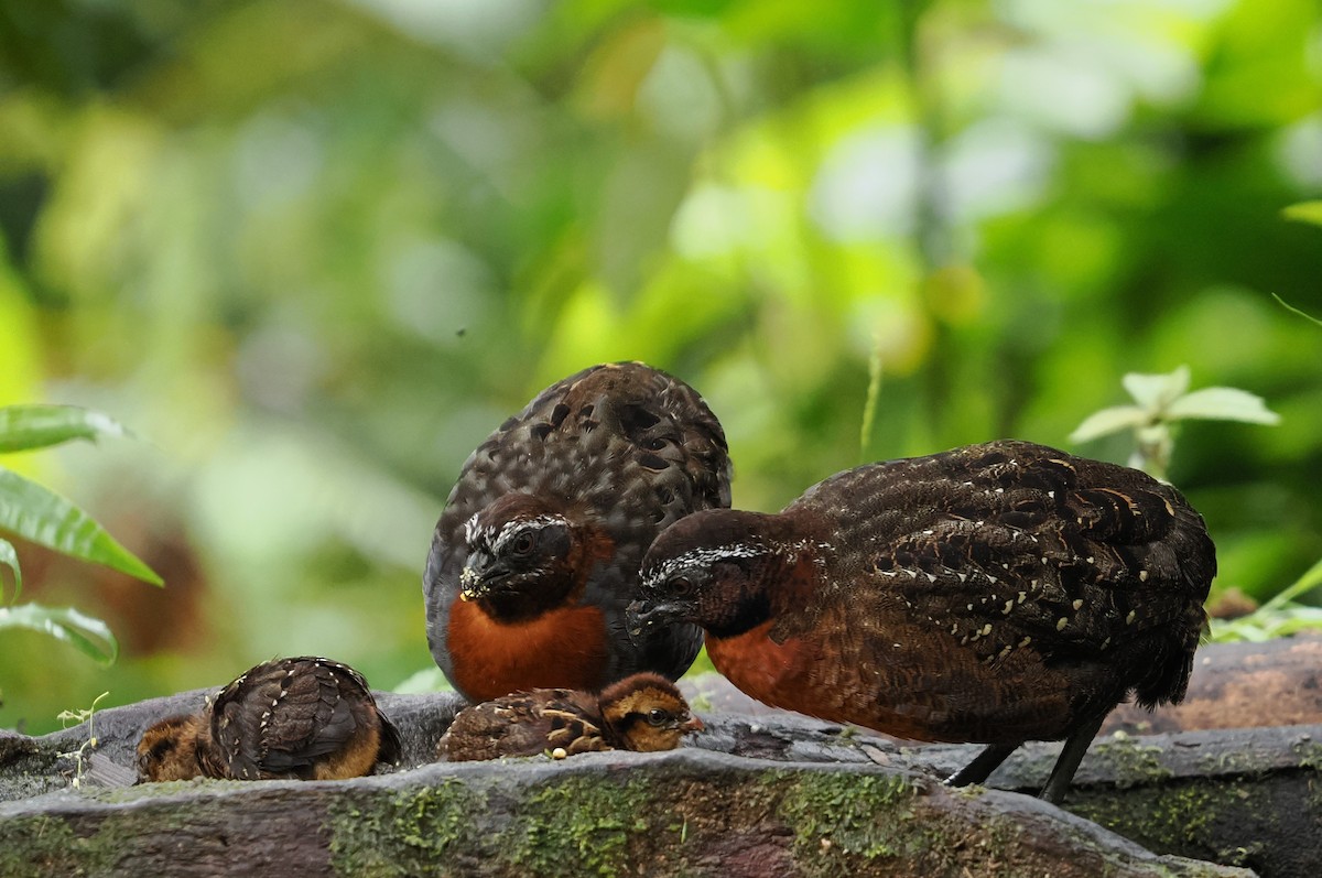 Rufous-breasted Wood-Quail - ML646426524