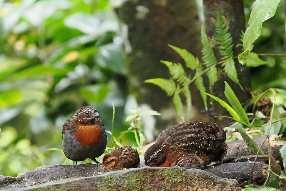 Rufous-breasted Wood-Quail - ML646426525
