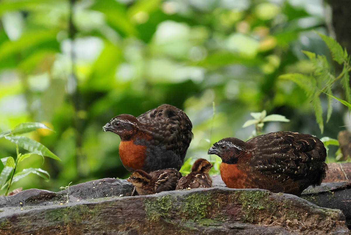 Rufous-breasted Wood-Quail - ML646426526