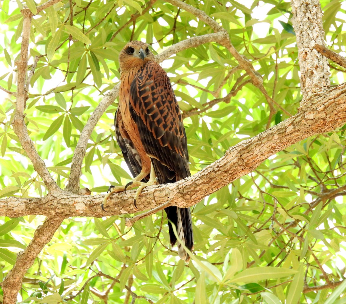 Red Goshawk - ML646426528