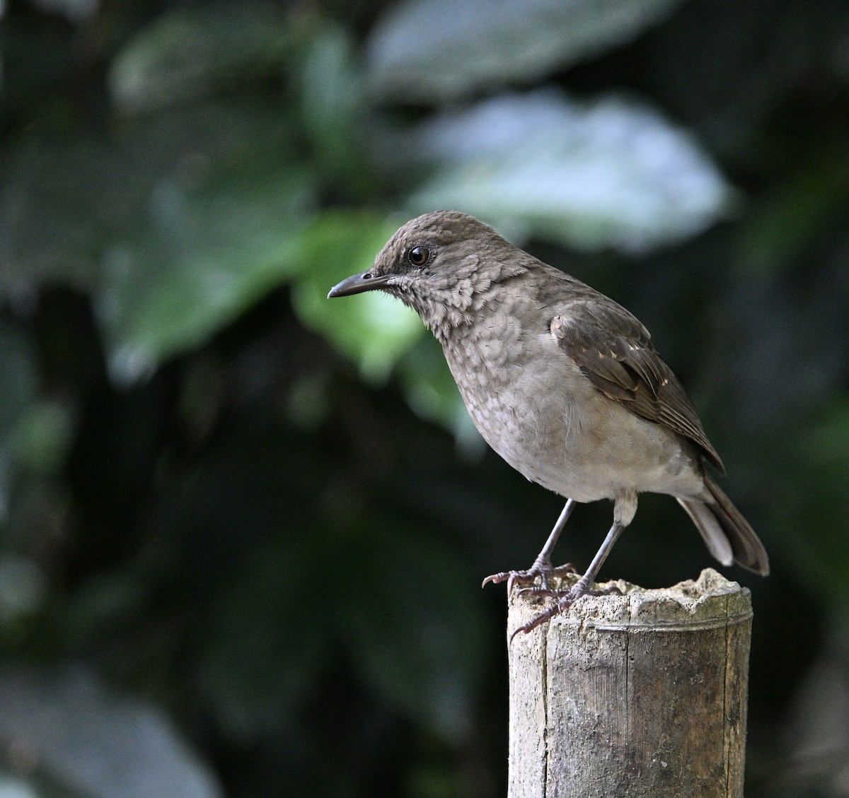 Черноклювый дрозд - ML646426529