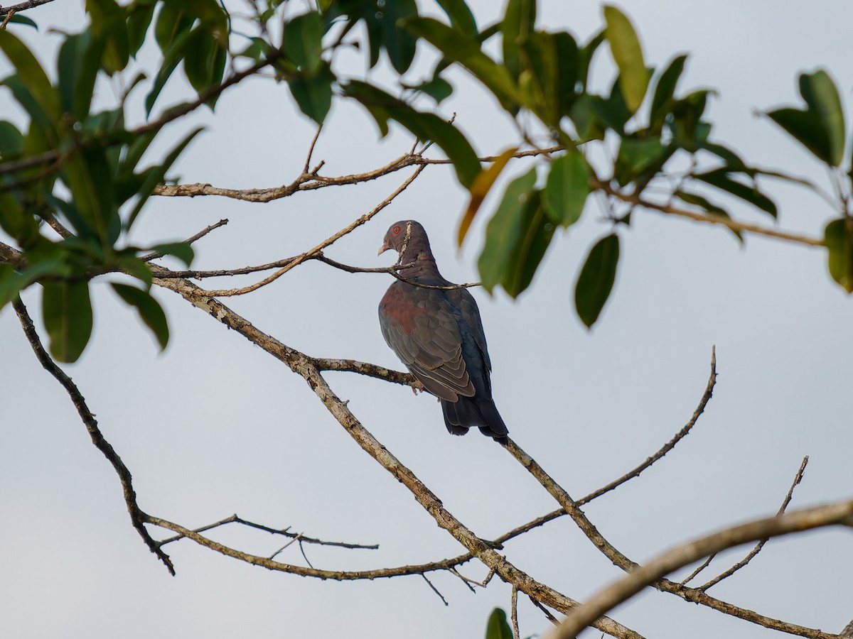 Sarı Gagalı Kızılca Güvercin - ML646426530