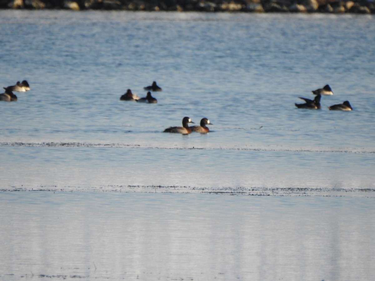 Greater Scaup - ML646426531
