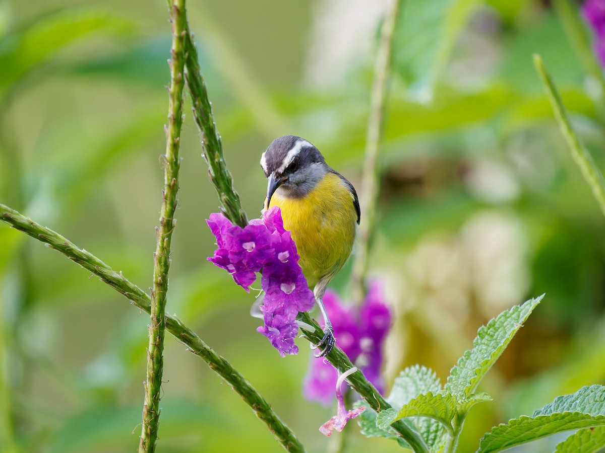 Bananaquit - ML646426532