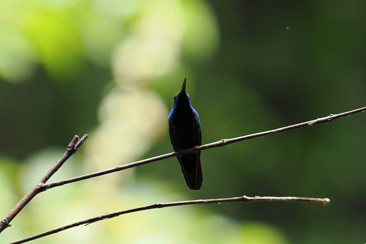 Black-throated Mango - ML646426533