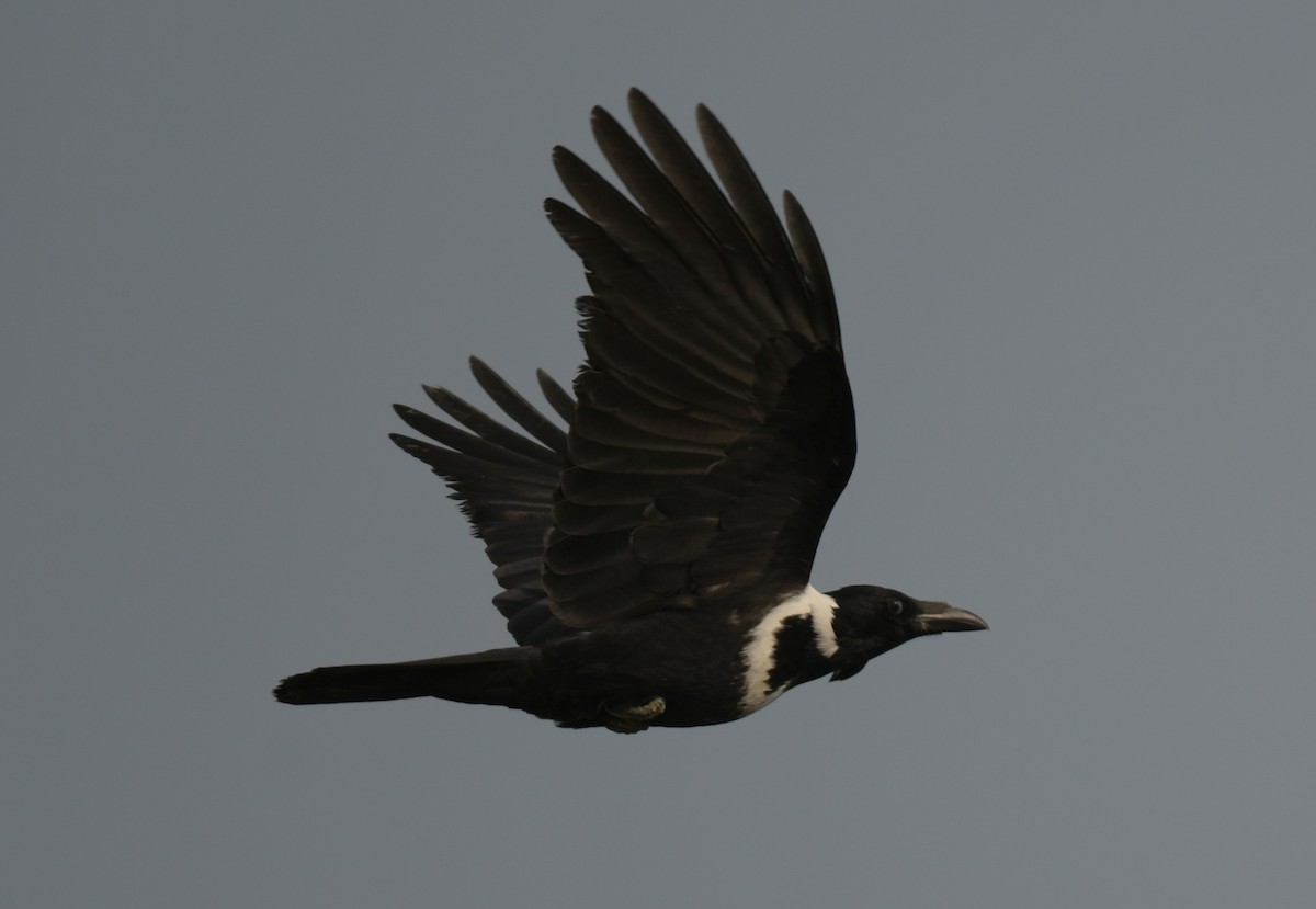 vrána obojková - ML646426535