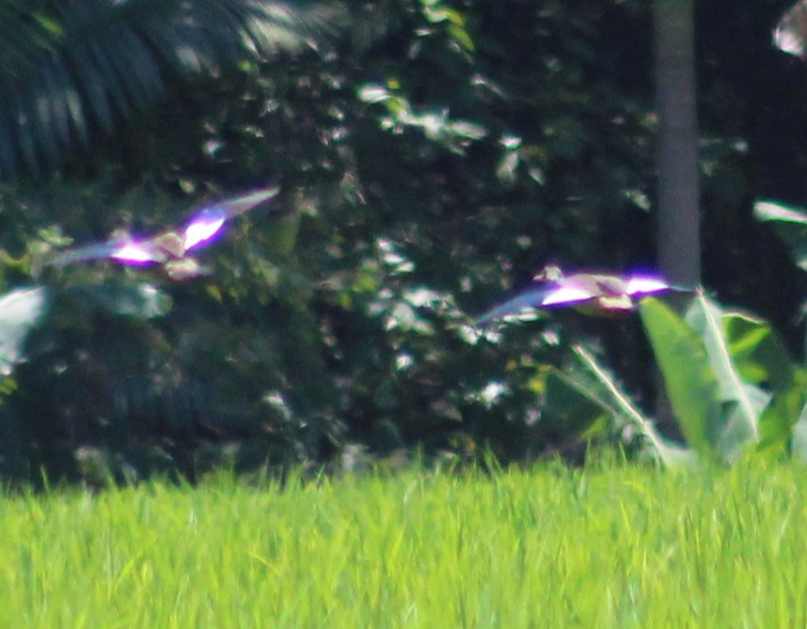 Brazilian Teal - ML646426536