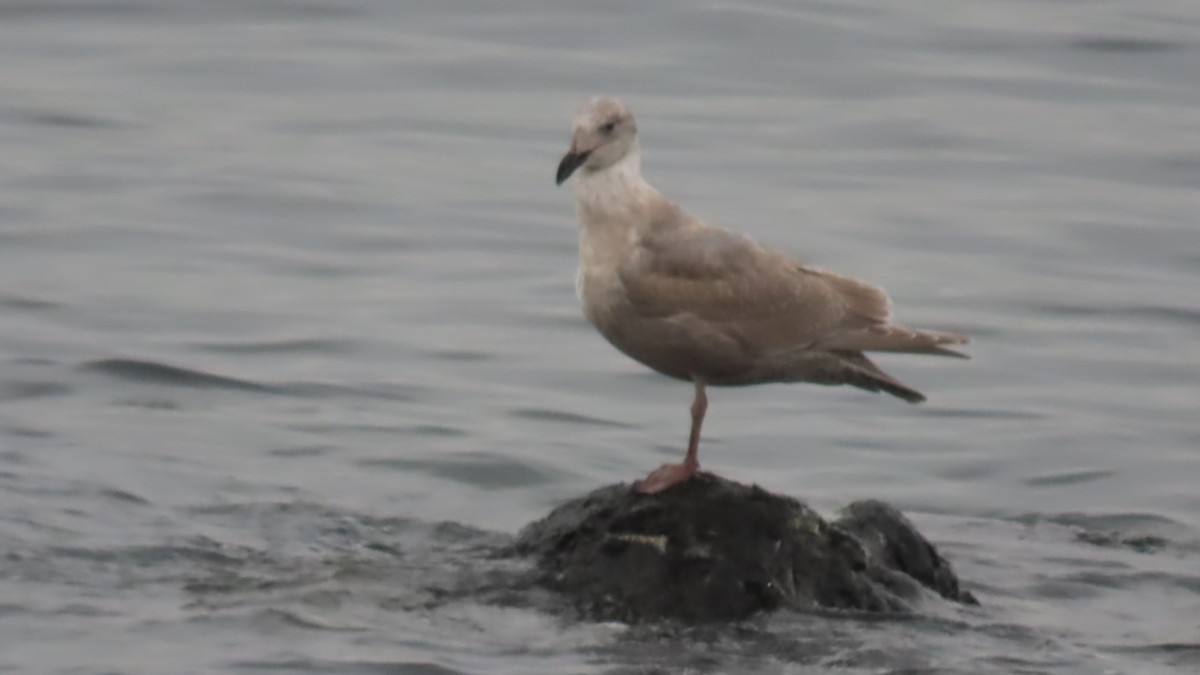 Glaucous-winged Gull - ML646426538